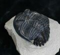 Bargain Hollardops Trilobite - #5376-3